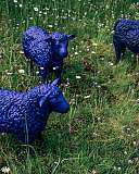 Drei blaue Schafsskulpturen stehen in einer grünen Wiese mit kleinen Blumen.
