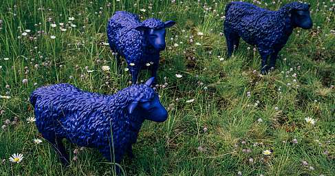 Blaue Schafe im Blumenwiesengrund