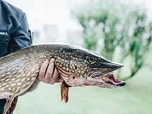 FischWeinfestival